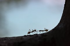 Подробнее о статье Раскрыт рецепт простого и эффективного средства от муравьев в доме